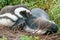 Two penguins lying on ground