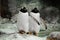 Two penguins are standing side by side spouses, a married couple or friends fat cute sub-Antarctic penguins stand funny