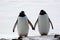 Two penguins walk side by side