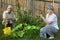 Two pensioners at a bush of gooseberry and vegetable marrow