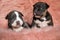 Two pensive American bully puppies looking away