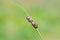 Two Pentatomidae shield bug or stink bug mating , Hemiptera insect