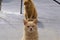 Two penuche cats pose in disdain on roof with gas line