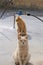 Two penuche cats pose in disdain on roof with gas line