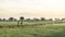 Two people as farmer walking in the middle of very vast, broad, extensive, spacious rice field