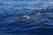 Two people snorkeling with a whale shark