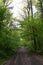 Two people walk in the distance on a wide dirt road through the forest