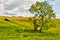 Two people walking through a golden meadow.