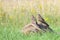 Two perching juvenile Montagus harriers at the meadow