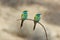 Two perching Little Green Bee-eaters in Sharjah emirate of UAE