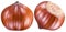 Two perfect ripe hazelnuts or filberts. Clipping path.