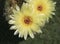 Two Perfect Yellow Sun Cup Parodia Concinna Cactus Flowers