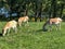 Two Persian Onager animals eating grass