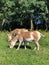 Two Persian Onager animals eating grass