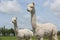 Two peruvian alpacas in an animal park