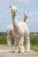 Two peruvian alpacas in Dutch animal park