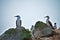 Two Peruvian boobies parched on a rock Las Islas Ballestas Paracas Peru