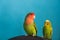 Two pet parrots - budgie and rosy-faced lovebird. Friendship between a parrots of different species