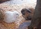 Two pet rabbits white brown in a hutch