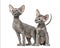 Two Peterbald kittens, cats,