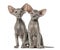 Two Peterbald kittens, cats, isolated