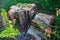 Two petrified wood tree stumps in forest, fossilized tree