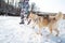 Two pets animal friend sled dog husky breed red and gray walk on a leash with a man owner outdoors in the snow in winter in cold