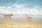 Two pets playing near sea, dogs beach