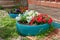 Two petunia flower beds made in old car tires next to house.