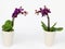 Two Phalaenopsis orchid potted isolated