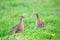 Two pheasant female bird standing in grassland
