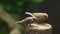 Two Philippine Maya Bird or Eurasian Tree Sparrow perching on tree branch pecking rice grains