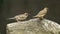 Two Philippine Maya Bird or Eurasian Tree Sparrow perching on tree branch pecking rice grains