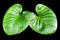 Two Philodendron green leaves water drops black background isolated, Homalomena rubescens leaf, Caladium foliage, tropical plant