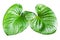 Two Philodendron green leaves water drops white background isolated, Homalomena rubescens leaf, Caladium foliage, tropical plant