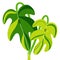 Two philodendron leaves, aroids cartoon vector illustration