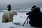 Two photographers capturing a polar bear as it approaches them, a thrilling wildlife photography moment