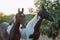 Two piebald Marwari mares at garden background. Authentic indian brewed. Gujarat, India