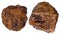 Two pieces brown limonite (bog iron ore) mineral