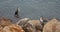 Two Pied Cormorant resting on the Lakeside on rocks, water birds in New Zealand