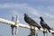 Two pigeon alighted on wire rope bridge