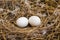 Two pigeon eggs laying in a nest made up of dried straws and feathers