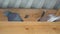 Two pigeon under the roof on wooden beam