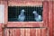 Two pigeons in a cage with a wooden door