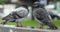 Two pigeons drink water from a puddle