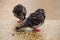 Two pigeons at the edge of a brown river