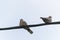 Two pigeons on electric cable keeping social distance
