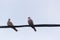 Two pigeons on electric cable keeping social distance