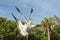 Two pigeons in flight fighting over food, view from below. Splendid detail match.