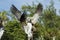 Two pigeons in flight fighting over food, view from below. Splendid detail match.